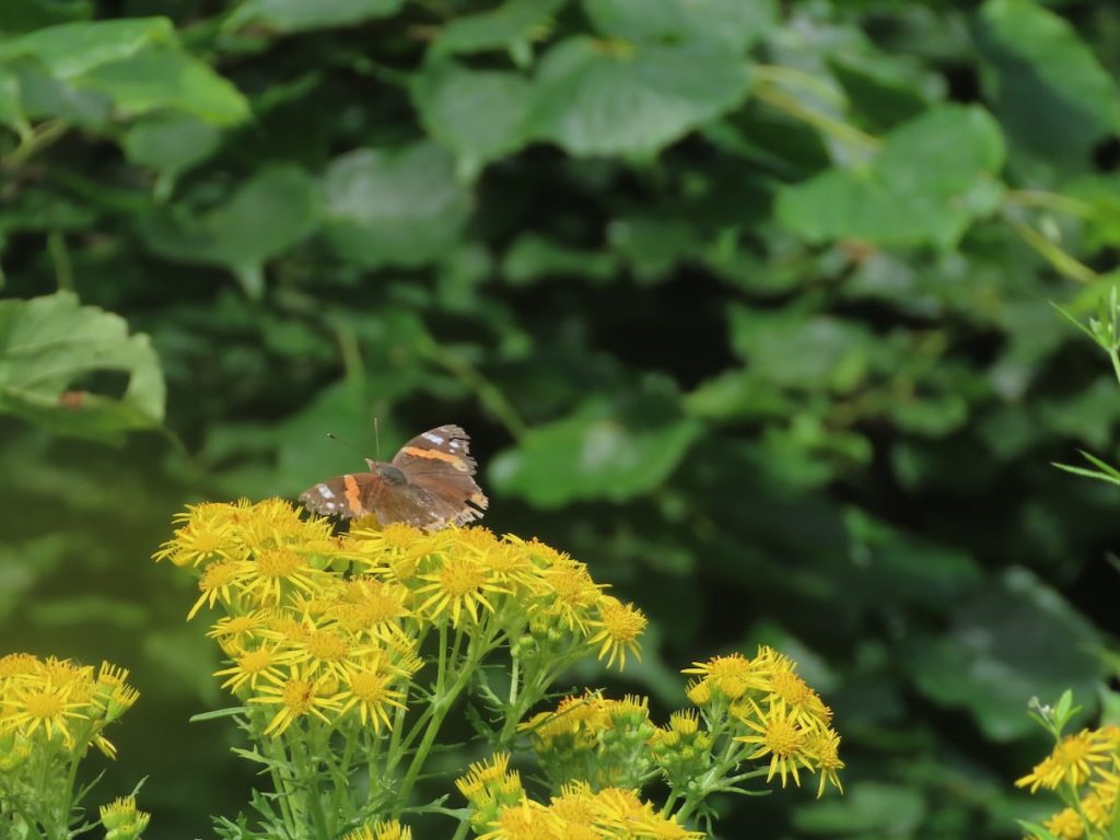 A faded Red Admiral nectering on ragwort.