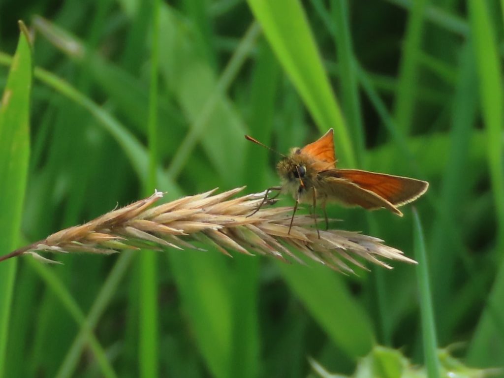 Butterfly, looks like a small skipper, on a gras head.