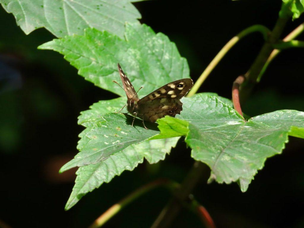 A speckled wood butterfly resting on some sunlit leaves.