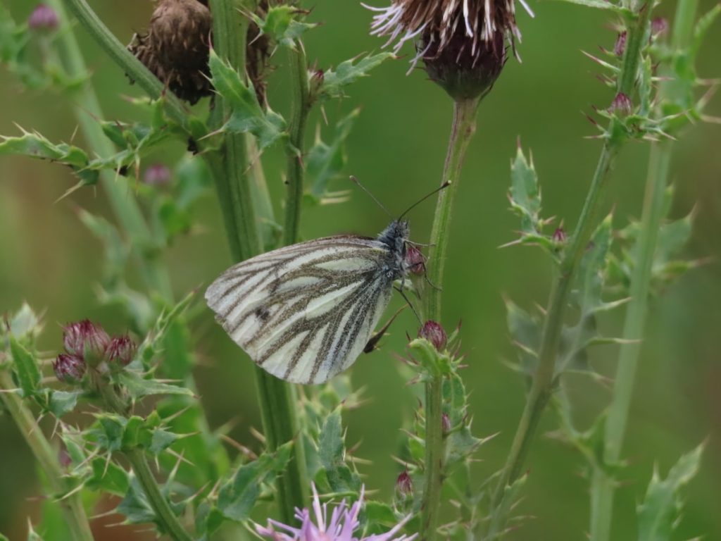Green-Veined Butterfly
