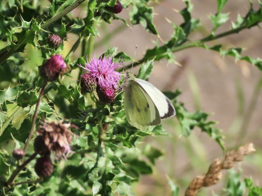 Large White Butterfly