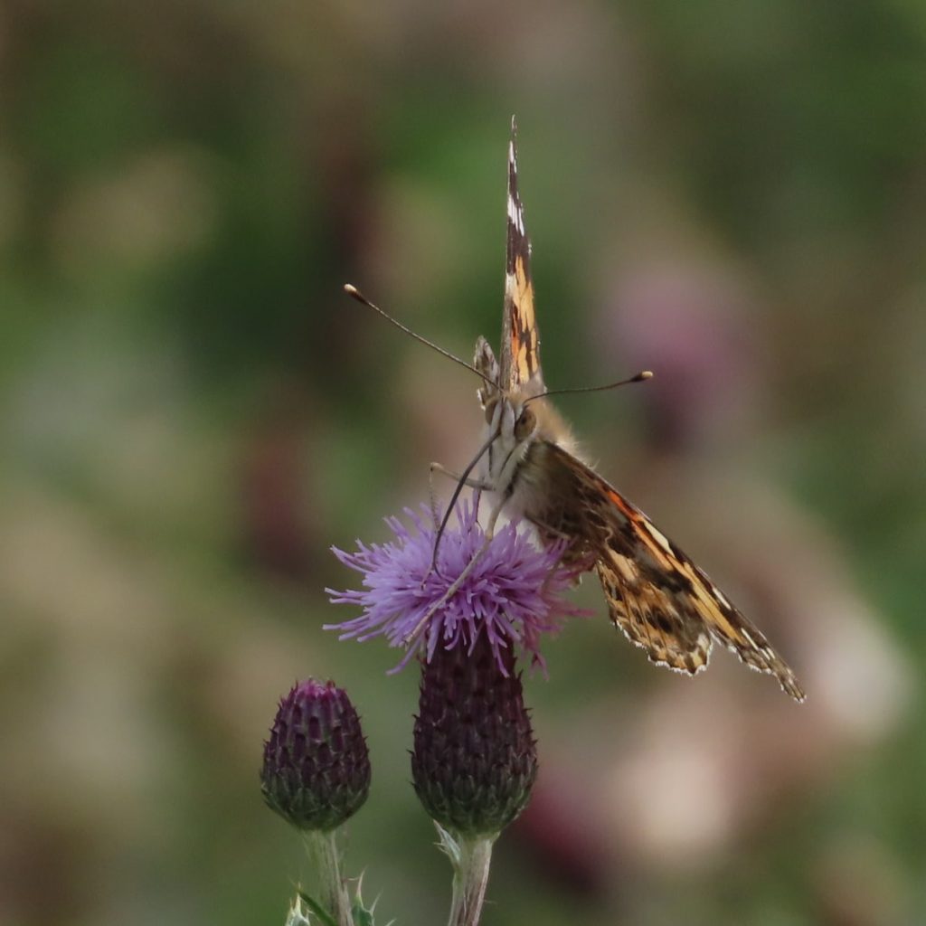 Painted Lady Butterfly on a knapweed flower. tHe butterfly is at an odd angle, facing the camera, wings outstretched, we only see aa little of the top and underside,