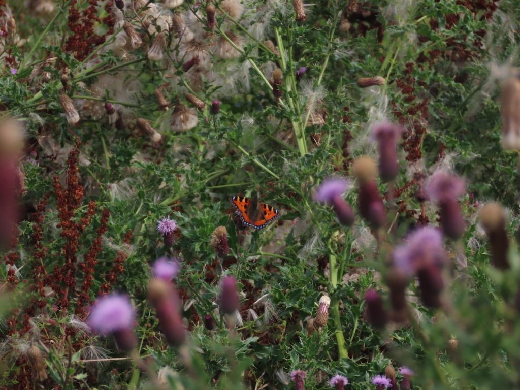 A small tortoiseshell butterfly with orange and black wings resting among purple thistle flowers and green foliage.