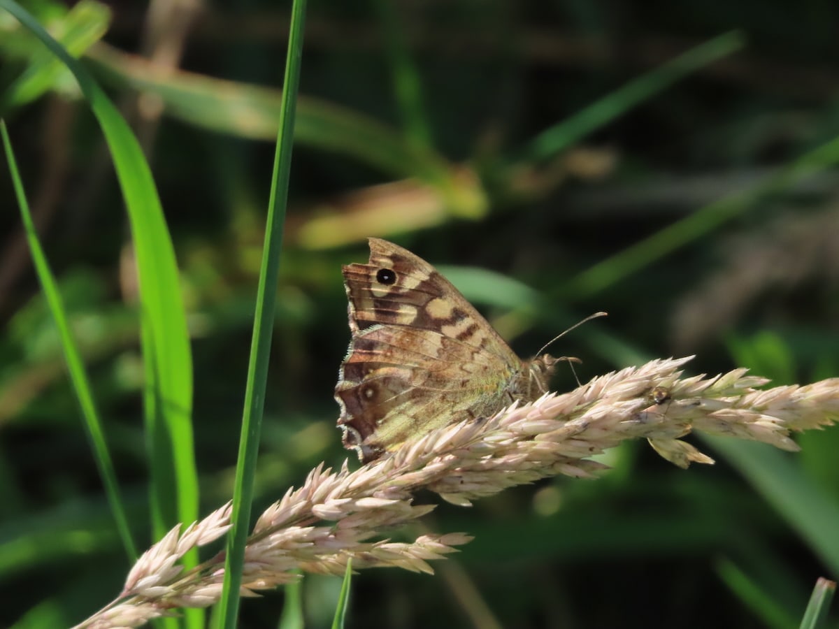 A Speckled Wood butterfly resting on  yorkshire fog grass head