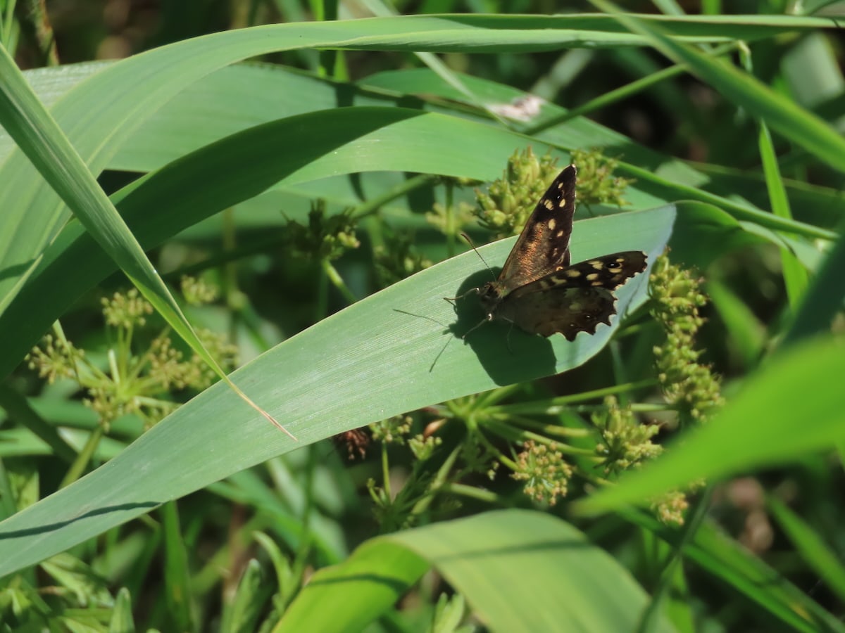Speckled Wood sunning on a broad leaf