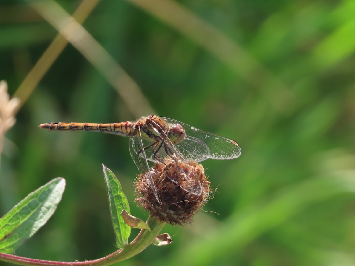 Common Darter on as old flower head