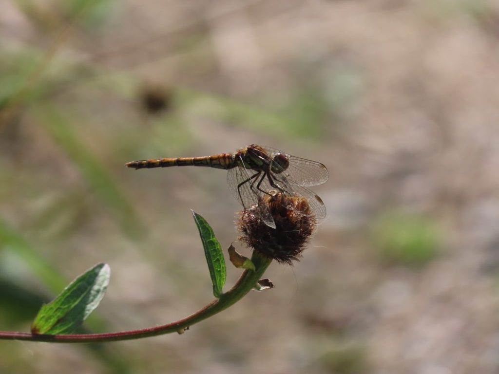 Common Darter on as old flower head