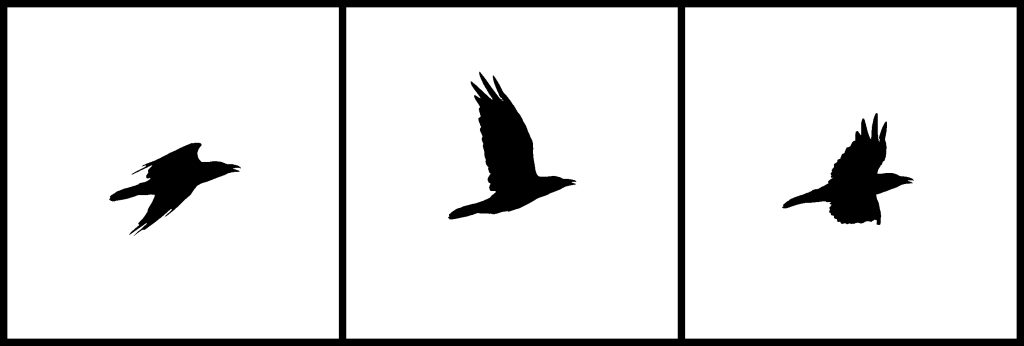 A montage of 3 photos of a raven in flight. Black and white, same raven. 