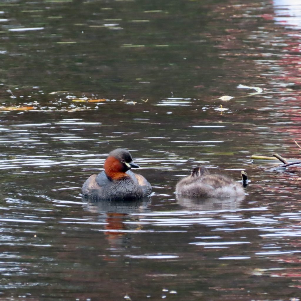 Adult dabchick with offspring