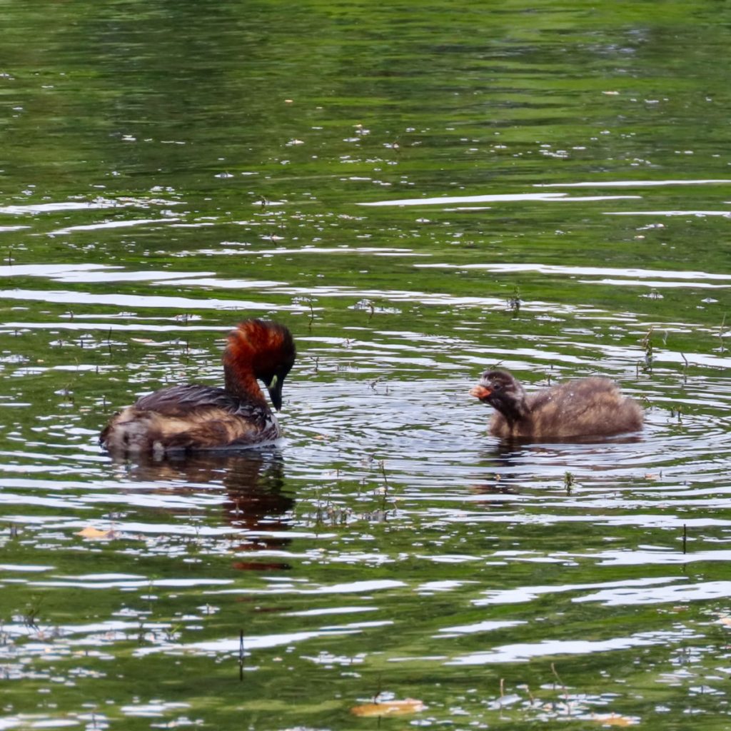 Adult dabchick with offspring