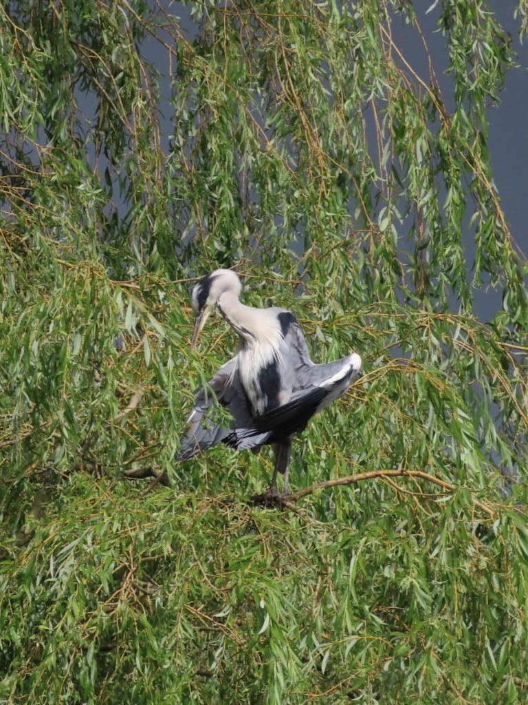 Heron sitting in willow tree winds folded open