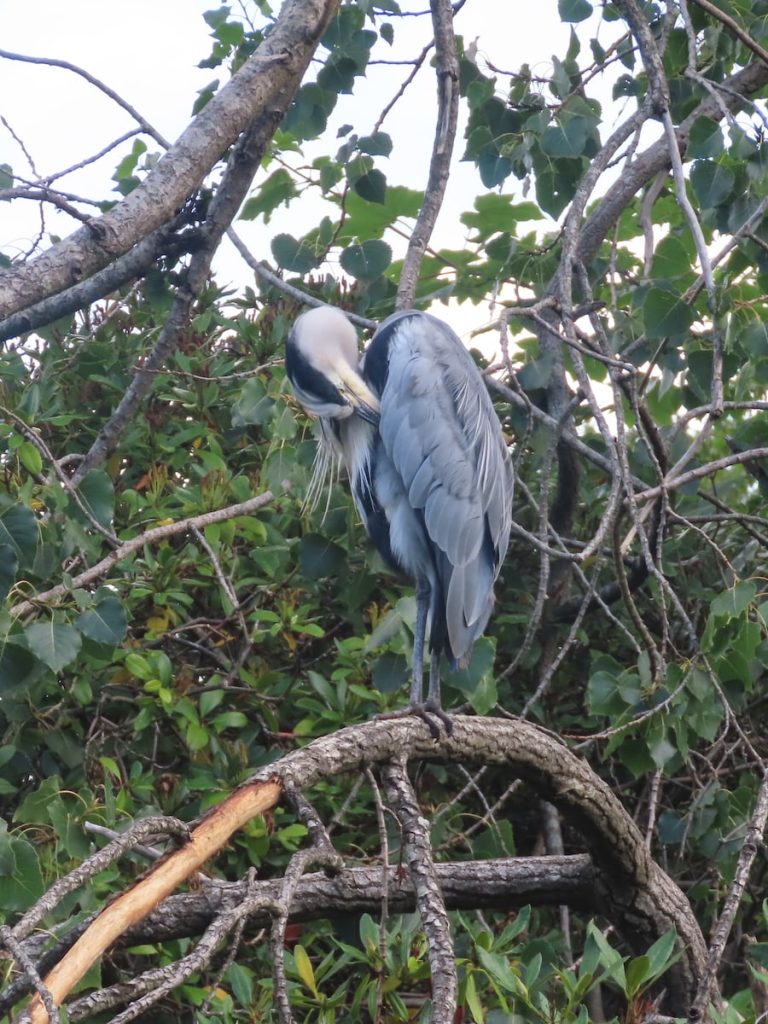 Heron sitting on a curved branch, grooming