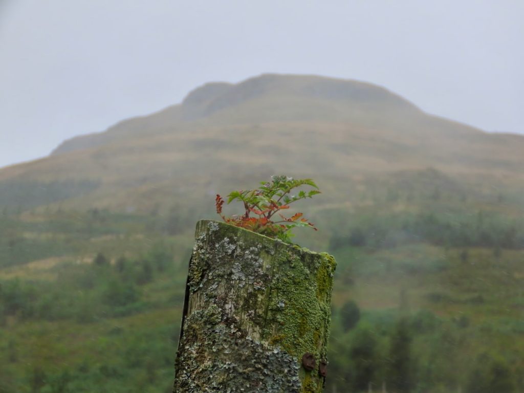 Moss-covered tree stump with a small rowan growing from its top, set against an out of focus misty mountain landscape.