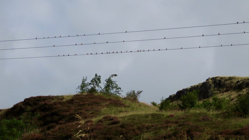 3 powerlines with small bird perched on them.