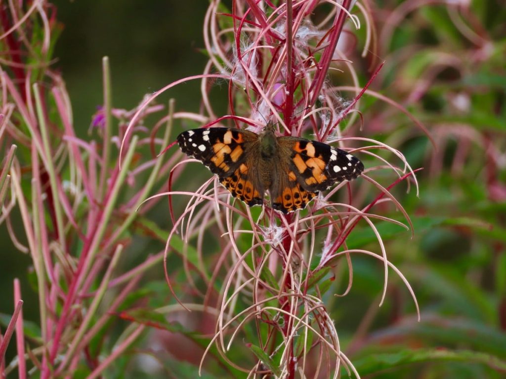Painted Lady on seeded Rose-bay Wilow Herb