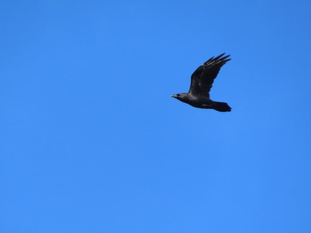 Black raven flying against a clear blue sky.