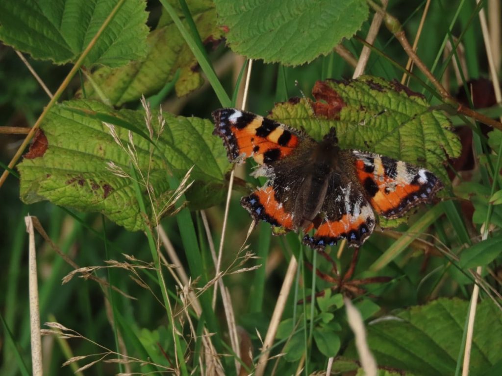 Rather battered Small Tortoiseshell Butterfly, sunning.