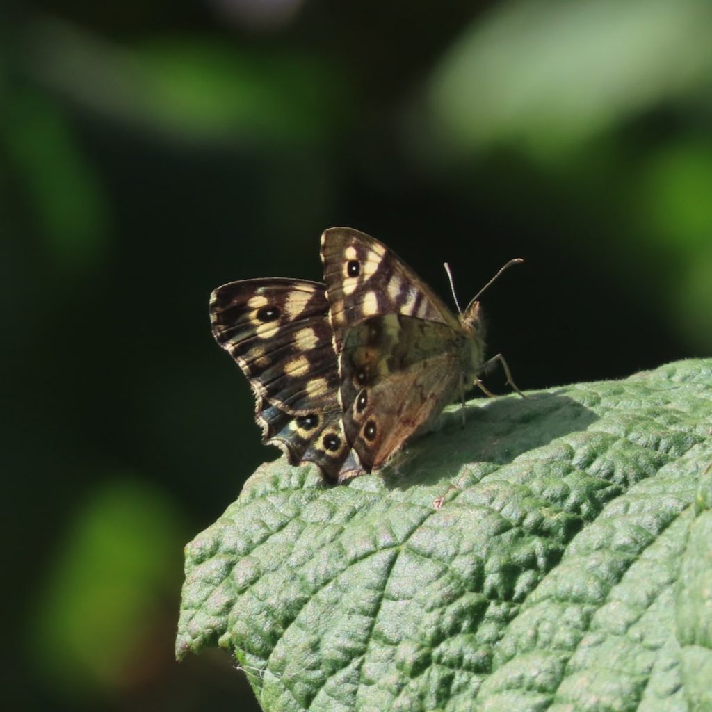Speckled Wood butterfly with brown, cream-spotted wings resting on a textured green leaf.