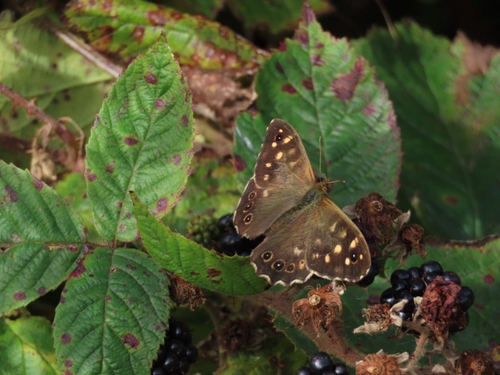 Speckled Wood Butterfly Perched on a bramble, sunbathing