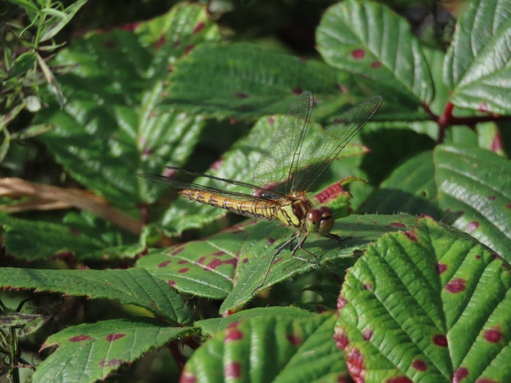 Common Darter on Bramble leaves. Green Yellow body, 2 big brown eyes.
