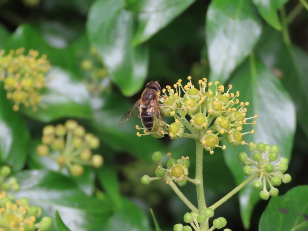Hoverfly perched on a cluster of ivy flowers surrounded by green leaves.
